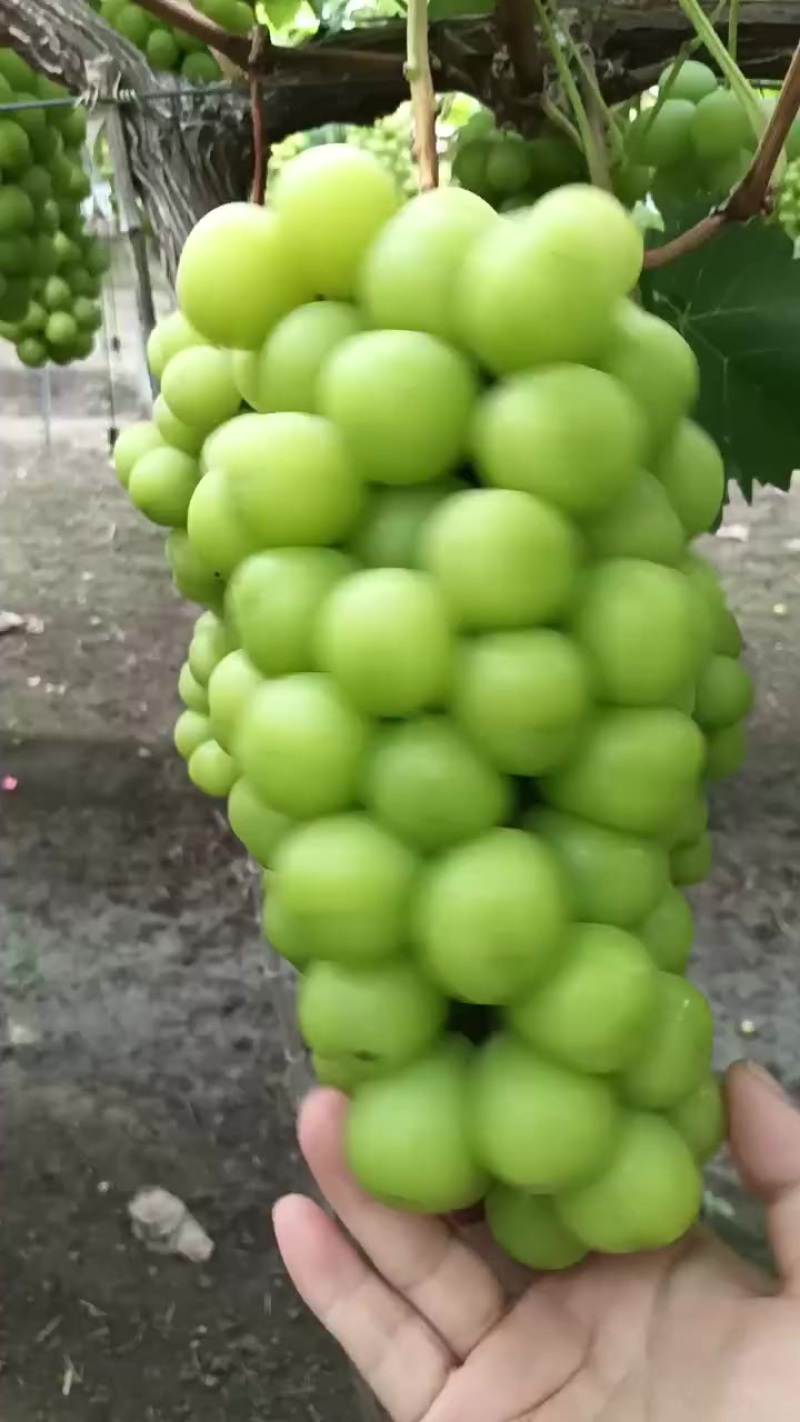 阳光玫瑰