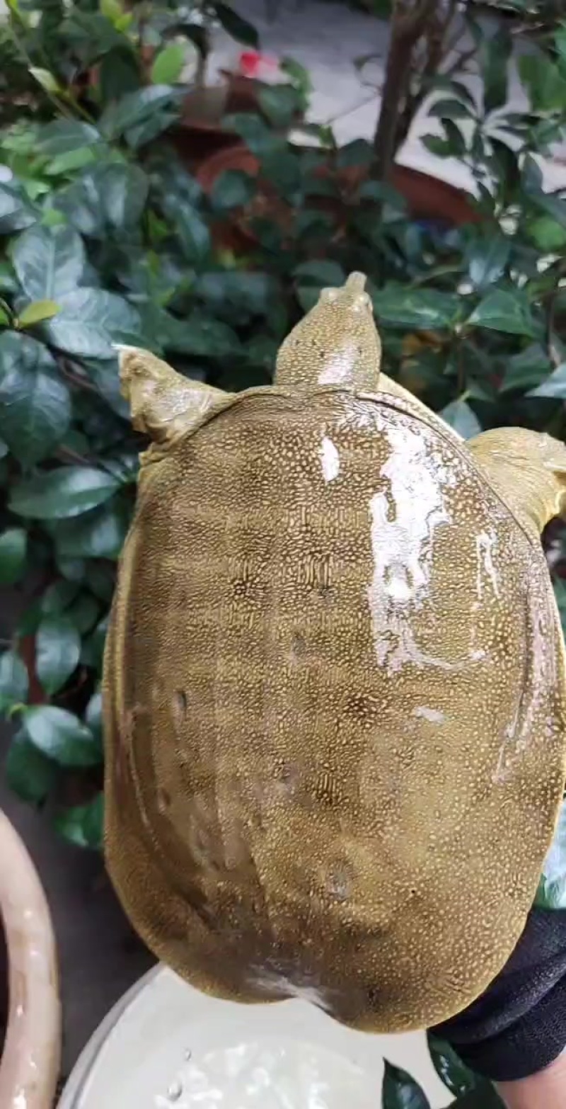 山东临沂沂南县鳖 70.00元/斤甲鱼