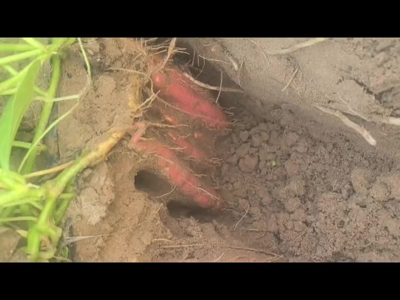 河北纯沙地烟薯25