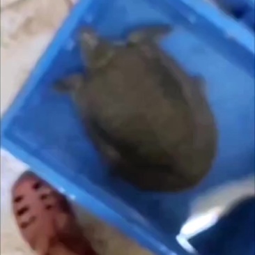 水库甲鱼