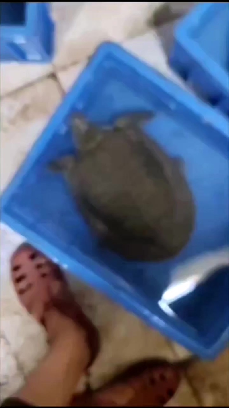 水库甲鱼