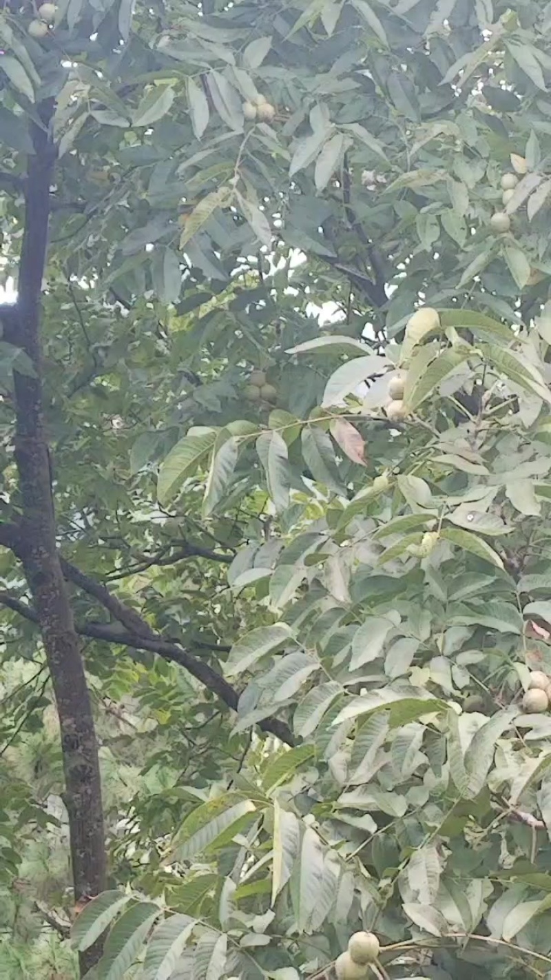 大理薄皮核桃