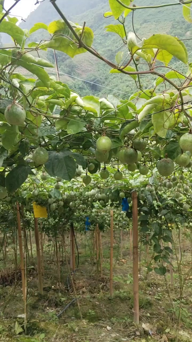 百香果一手货源