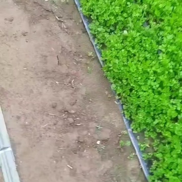 皇后西芹苗子