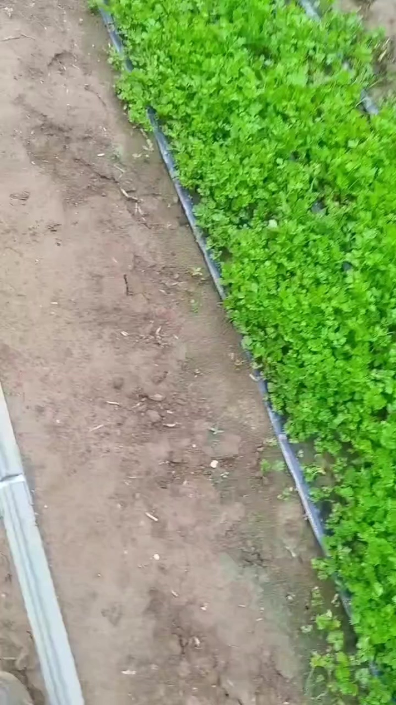 皇后西芹苗子