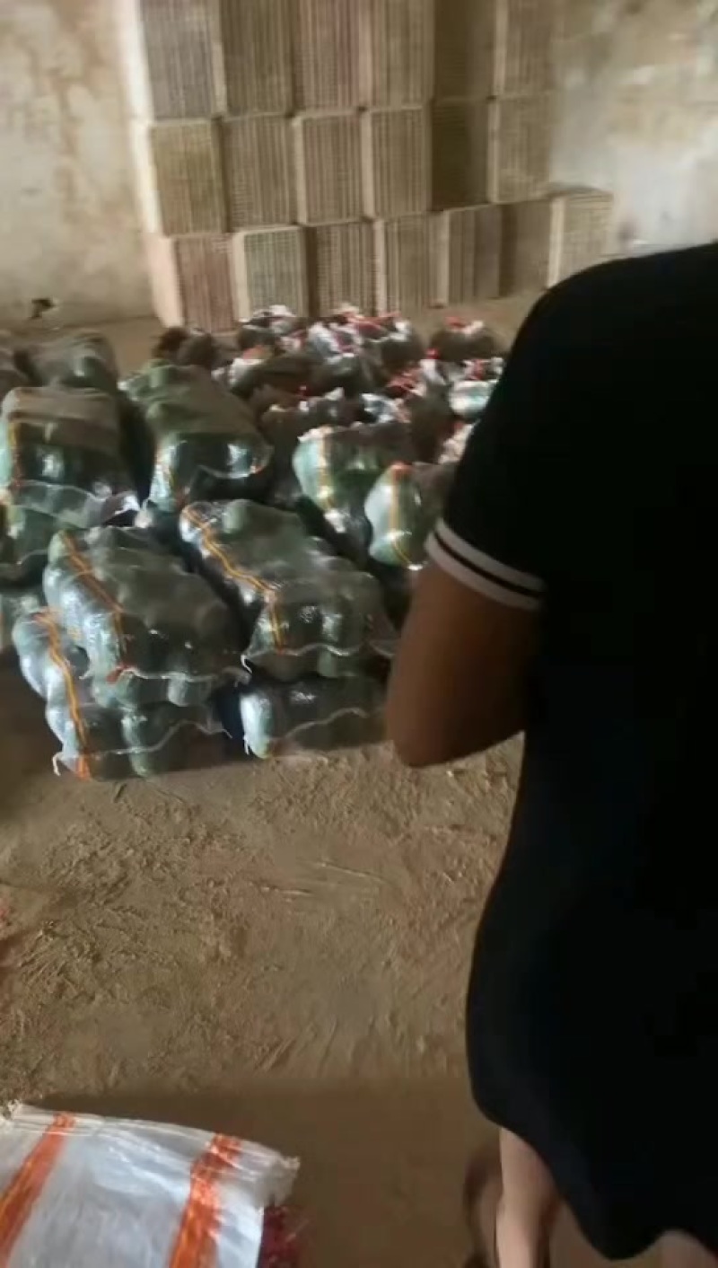 青皮冬瓜二到四，三到五斤提供各种包装一条龙服务