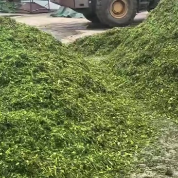 黏玉米青储