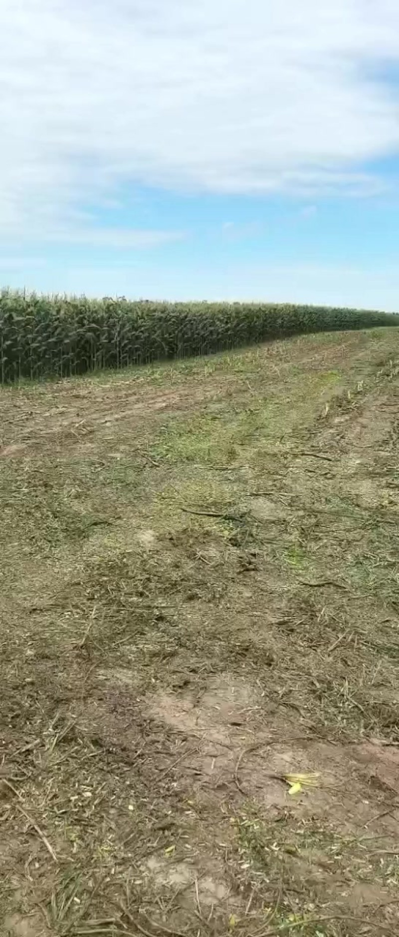 黏玉米青储
