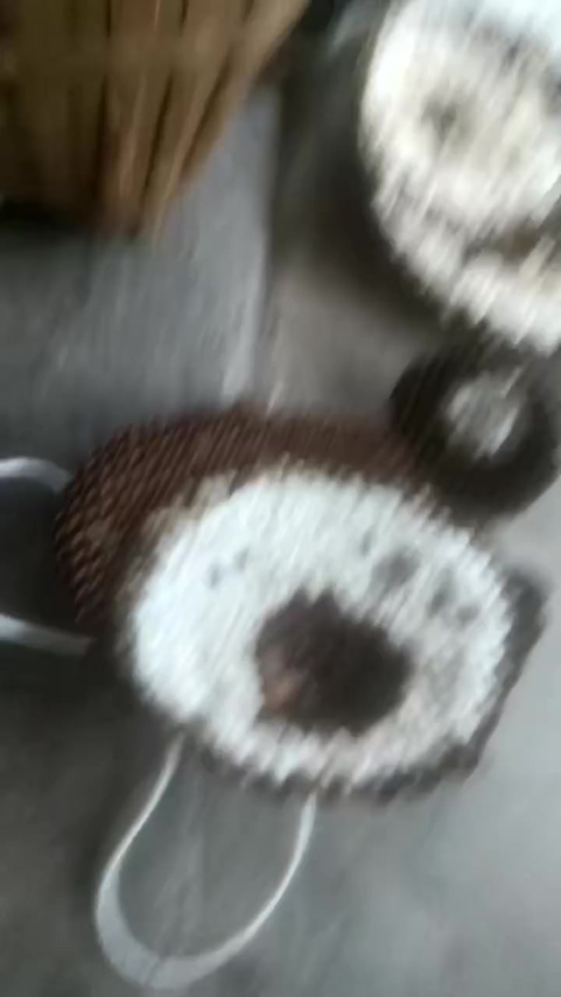 蜂蛹