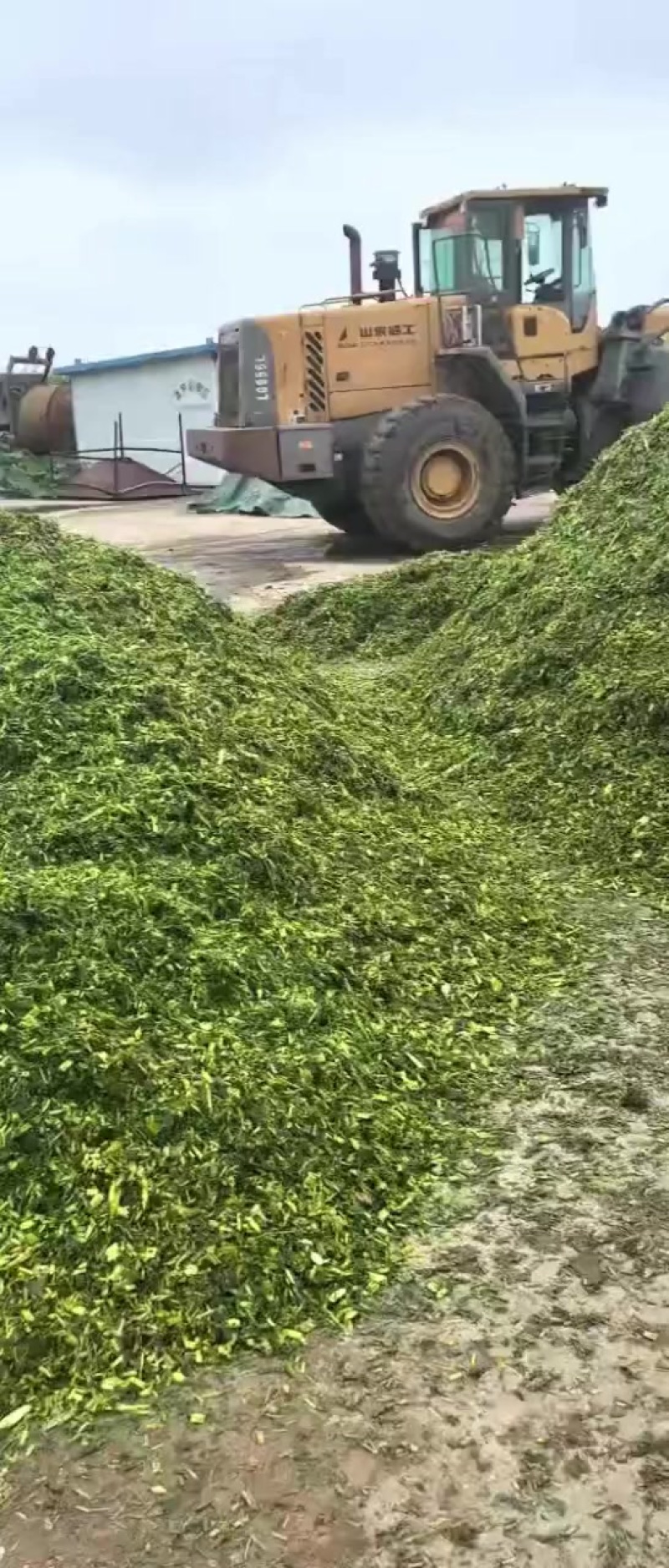 玉米秸秆青储