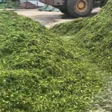 玉米秸秆青储