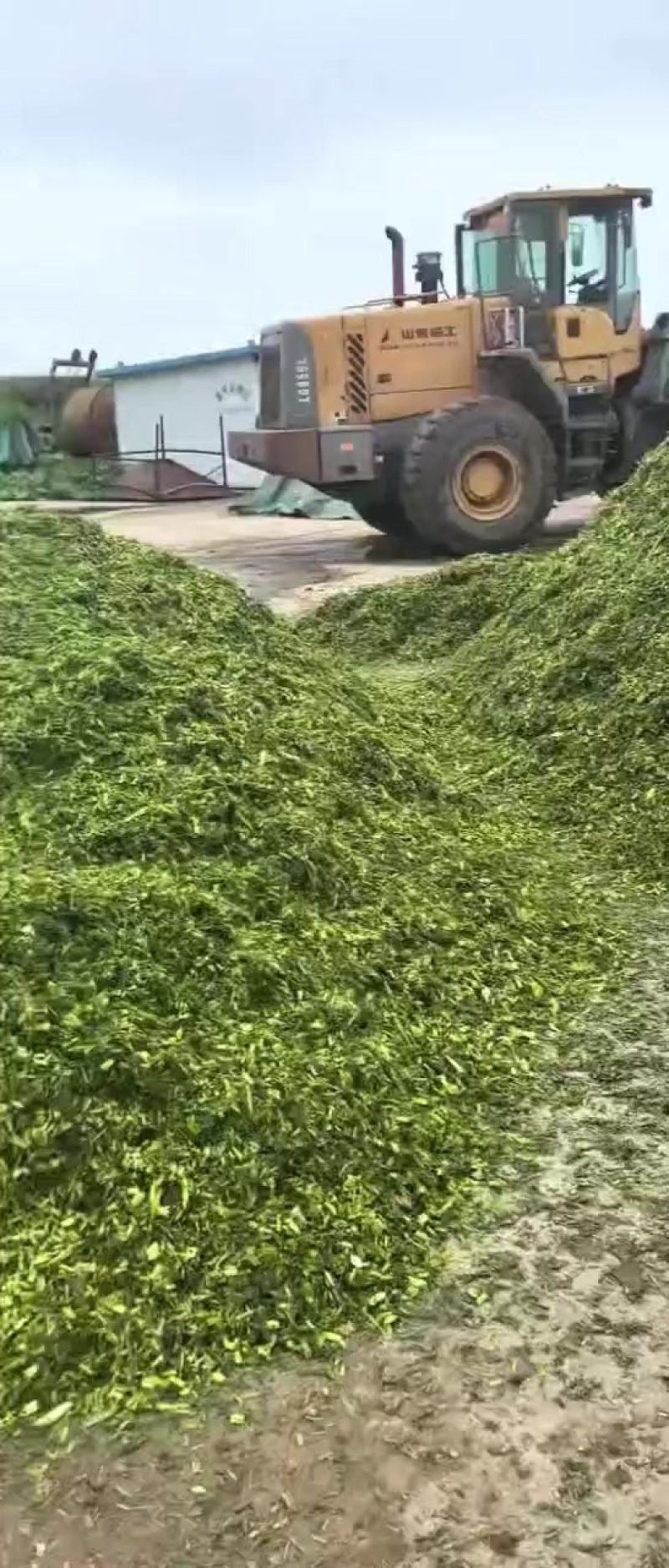 玉米秸秆青储