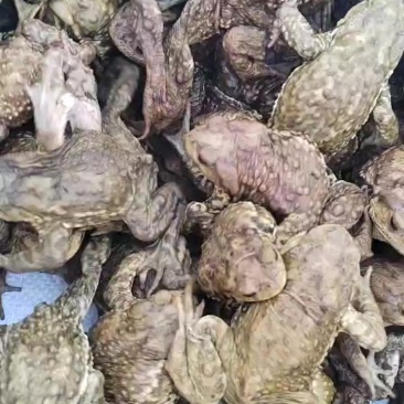 供应优质的蟾蜍种苗，还大量收购、销售人工养殖蟾蜍、