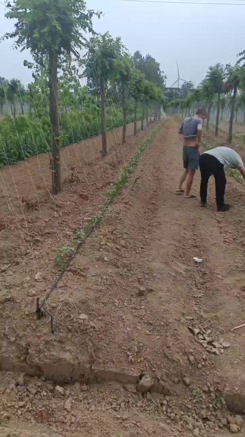 豆角