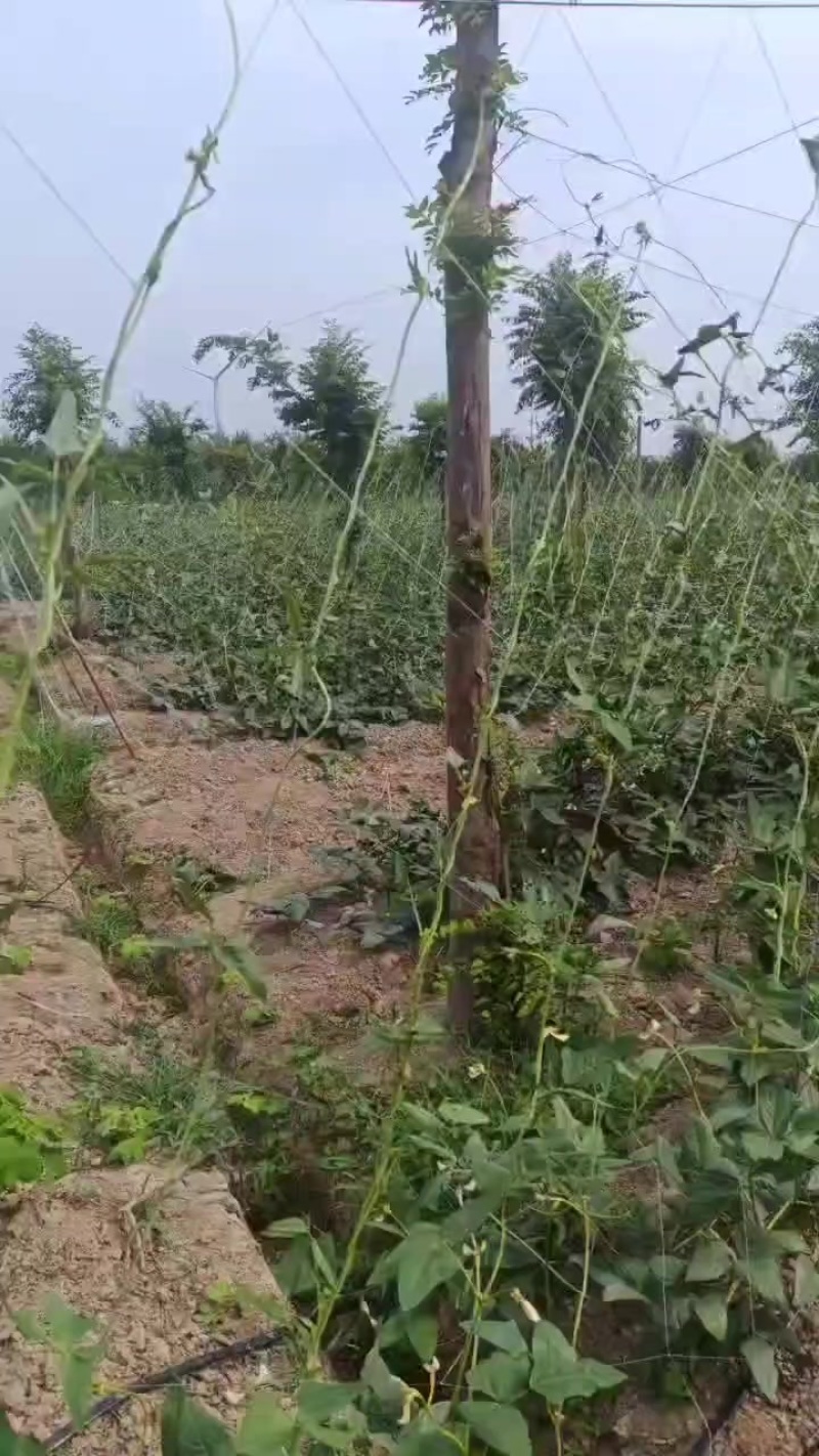 豆角