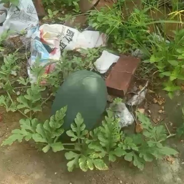 广东香水柠檬