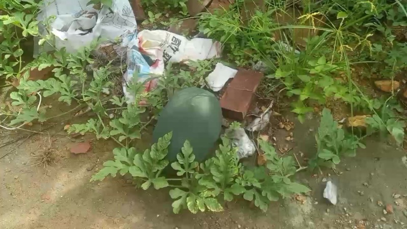 广东香水柠檬