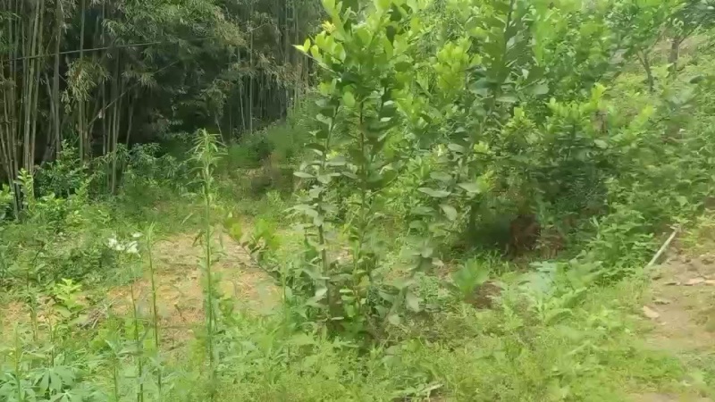 广东香水柠檬