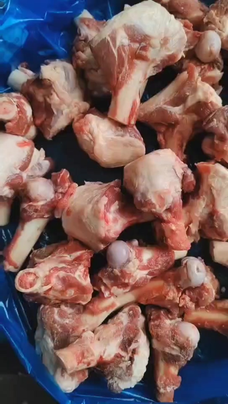 多肉羊棒骨实拍