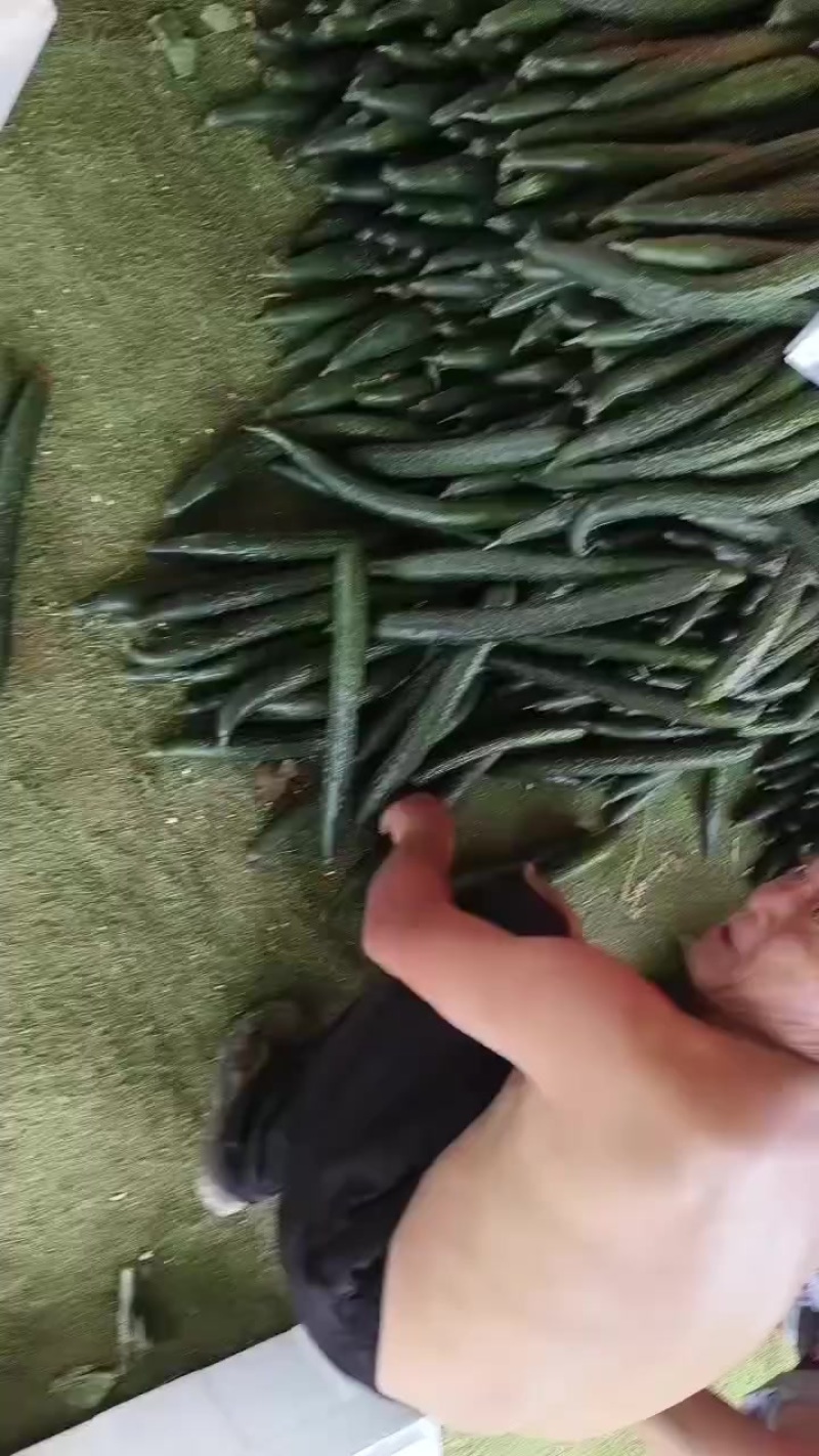 精品长瓜，电商平台