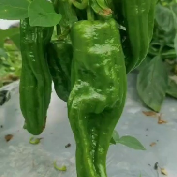菜椒大量上市。有需要的老板速度