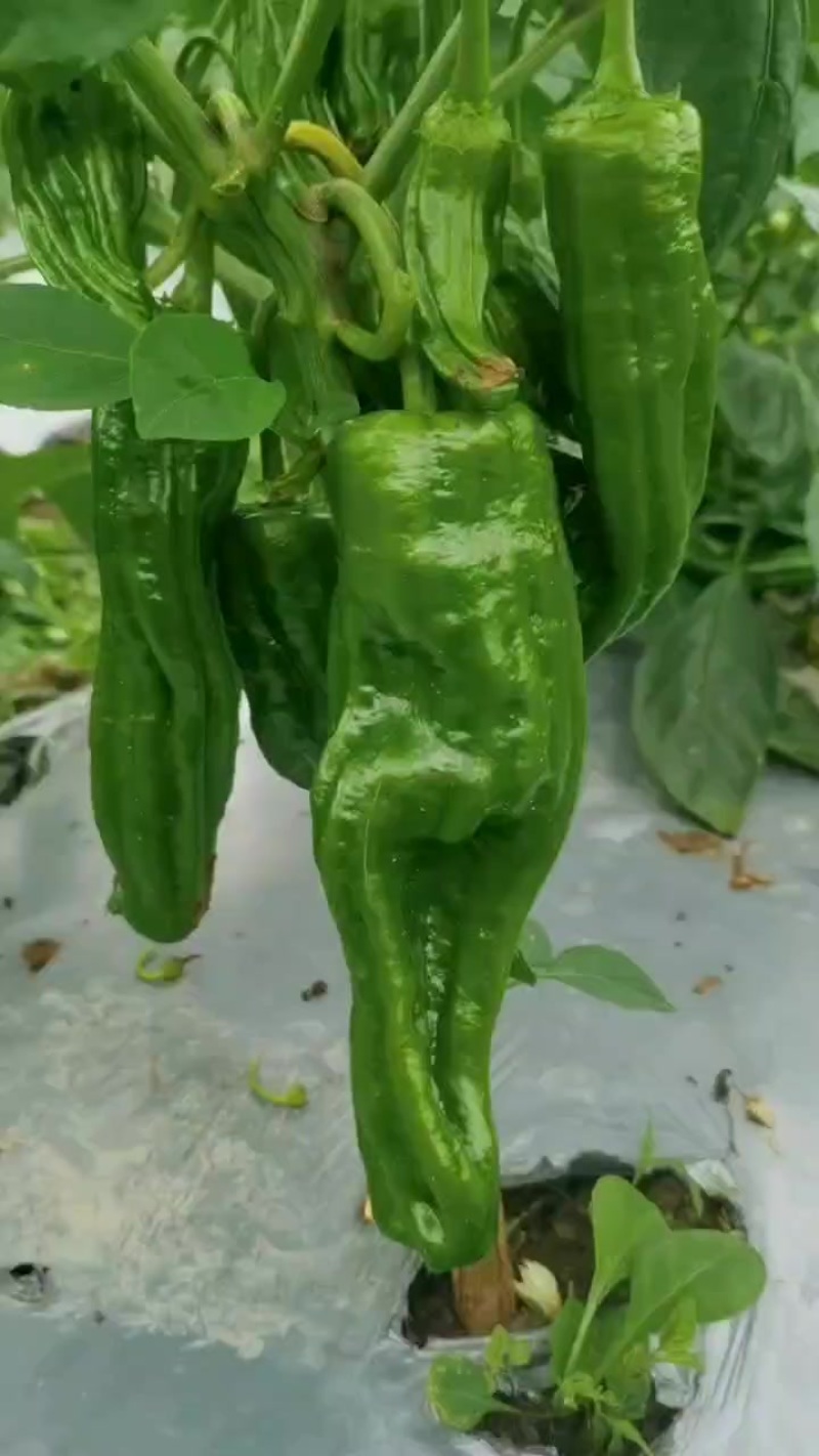 菜椒大量上市。有需要的老板速度