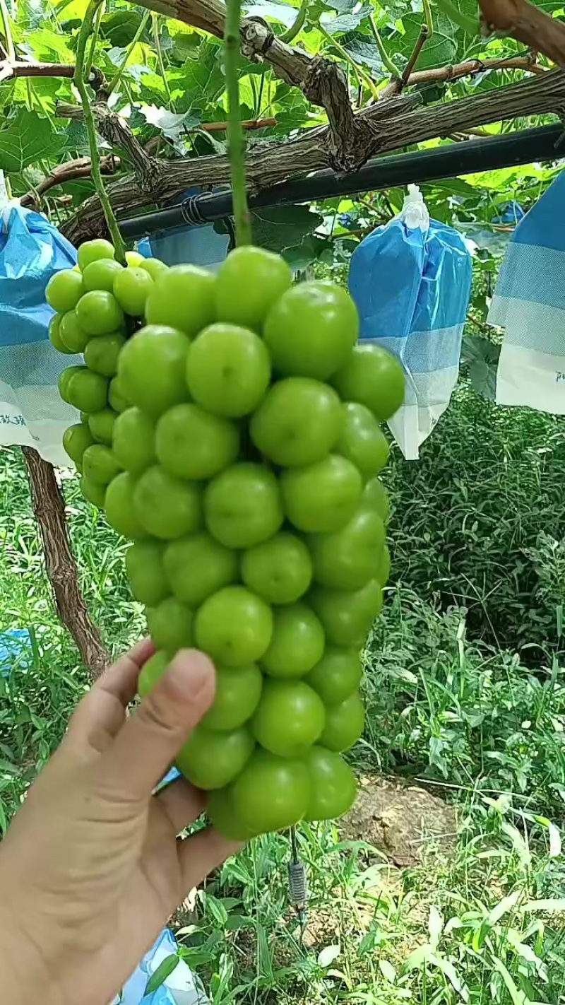 滁州百亩阳光玫瑰种植基地