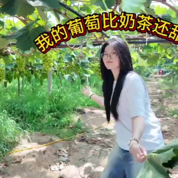滁州百亩阳光玫瑰种植基地