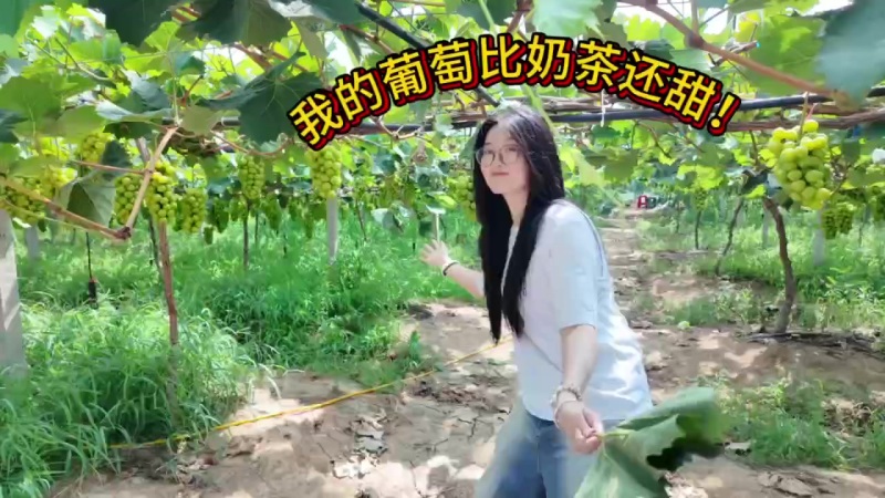 滁州百亩阳光玫瑰种植基地
