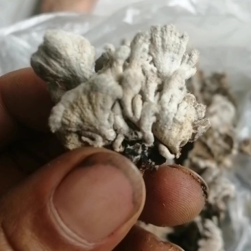 云南墨江白参菌