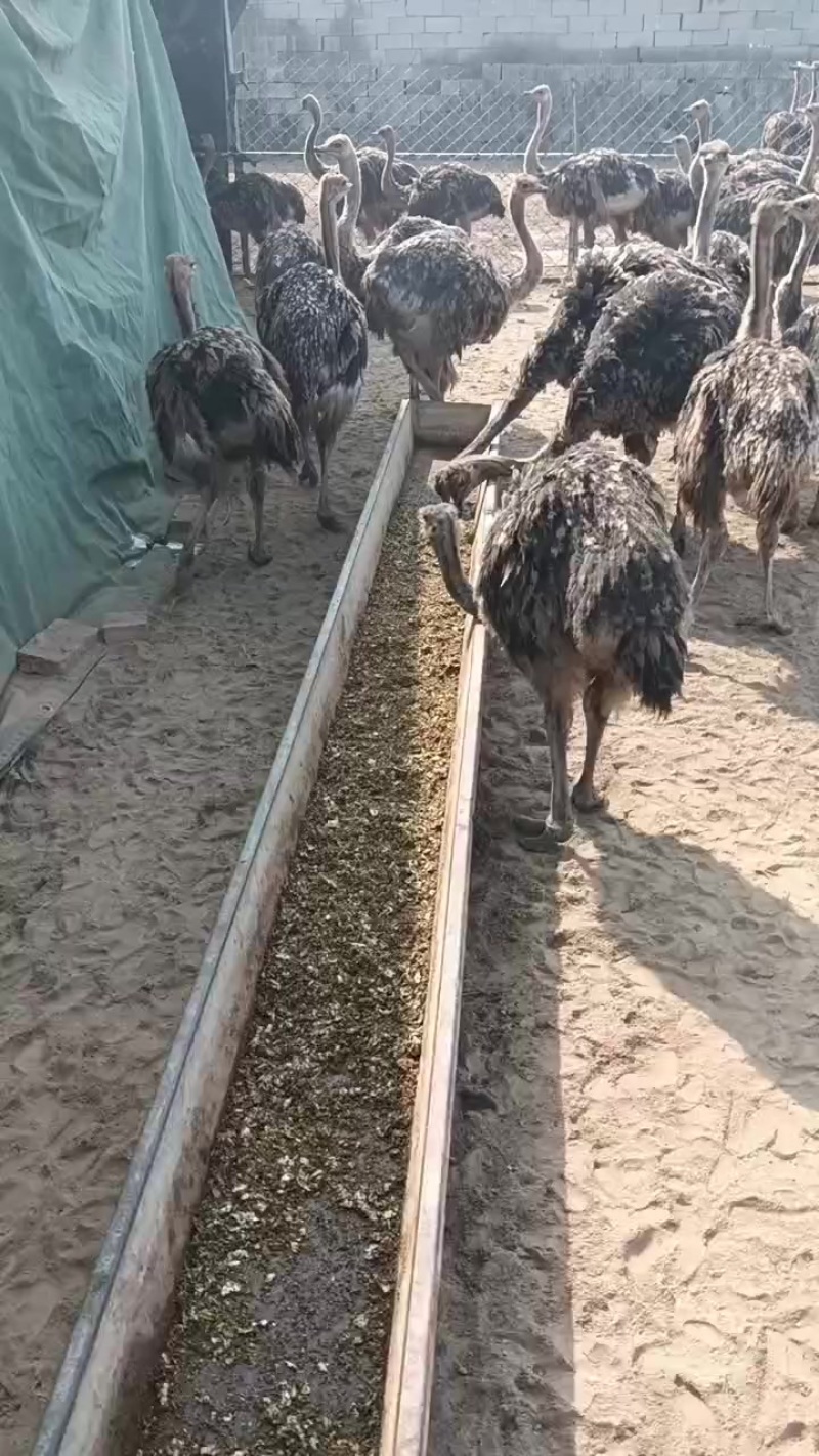 鸵鸟苗