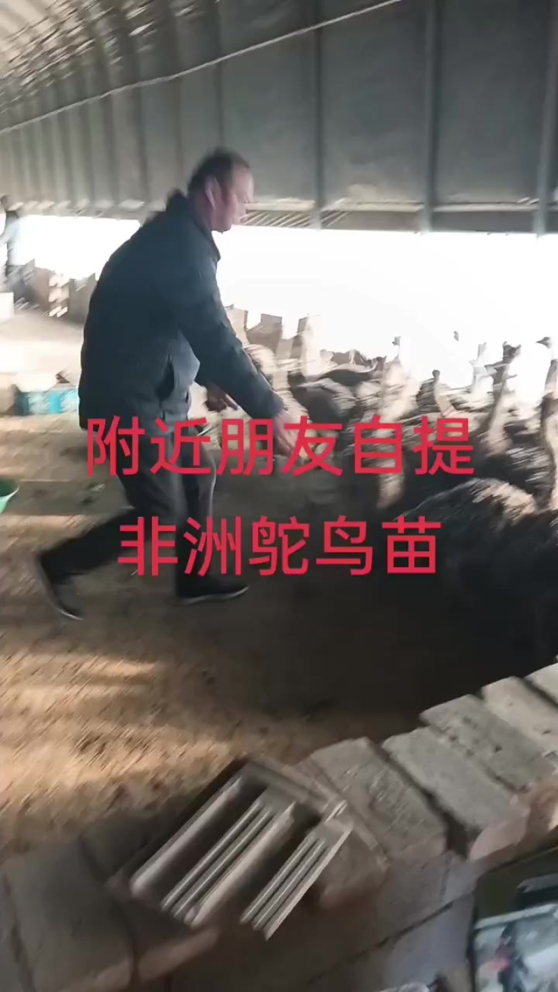 鸵鸟苗