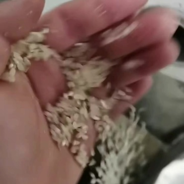 大米