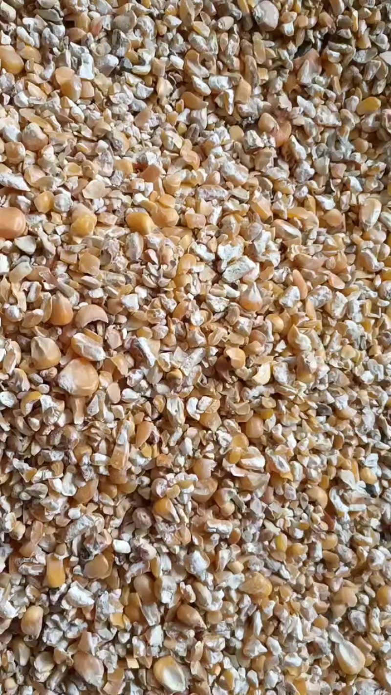 碎玉米，饲料碎玉米，优质碎玉米