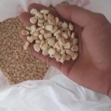 糯玉米颗粒