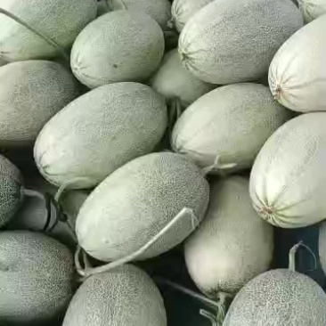 山东济南章丘区哈密瓜大量上市