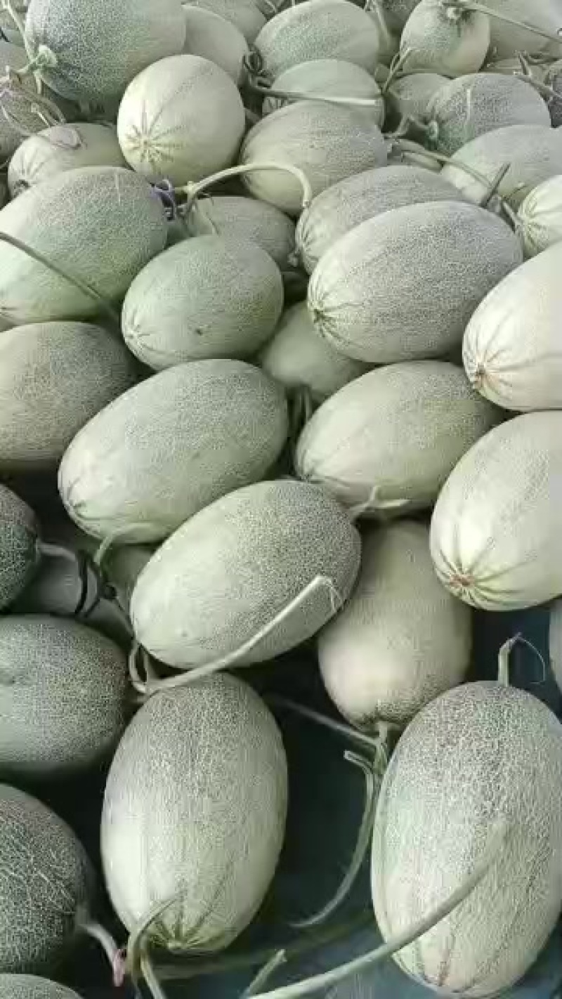 山东济南章丘区哈密瓜大量上市