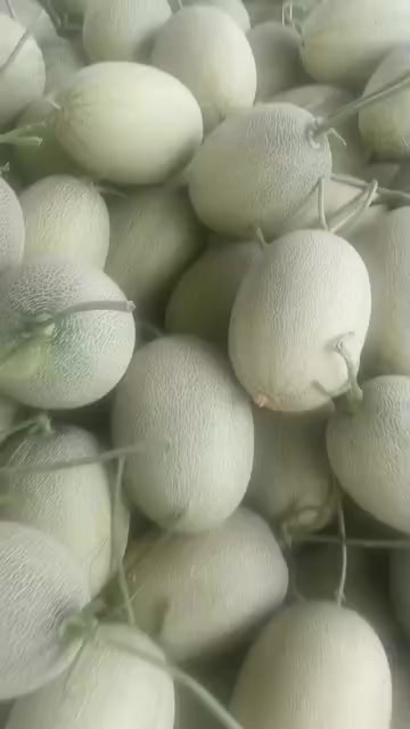 山东济南章丘区哈密瓜大量上市