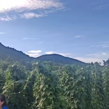 太原阳曲县白不老豆角