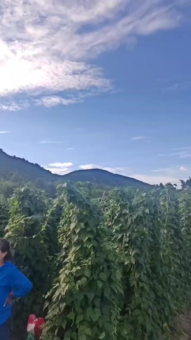 太原阳曲县白不老豆角