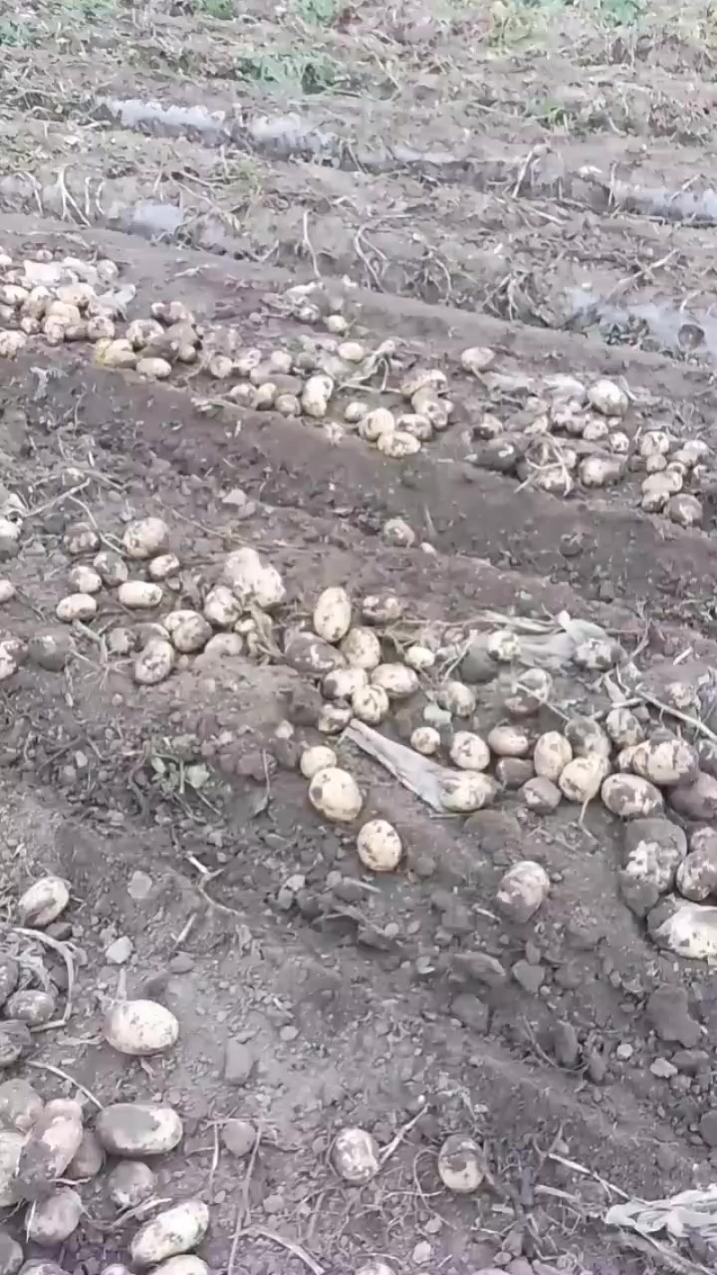 河北土豆现货多多刘平一号实验一