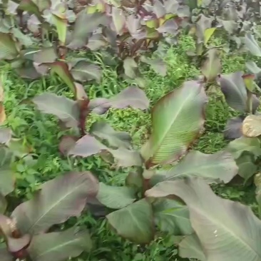 芭蕉芋果实