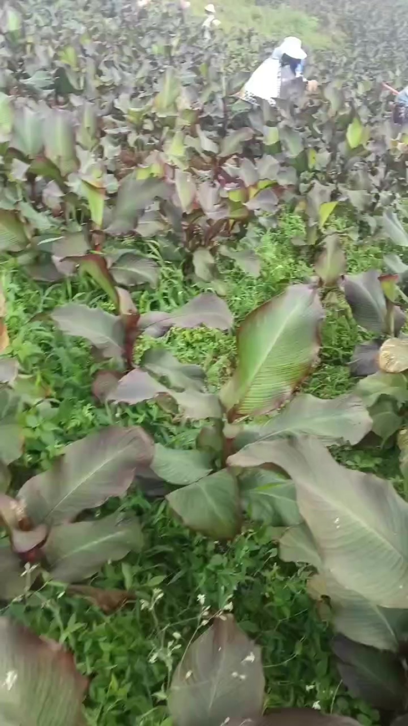 芭蕉芋果实