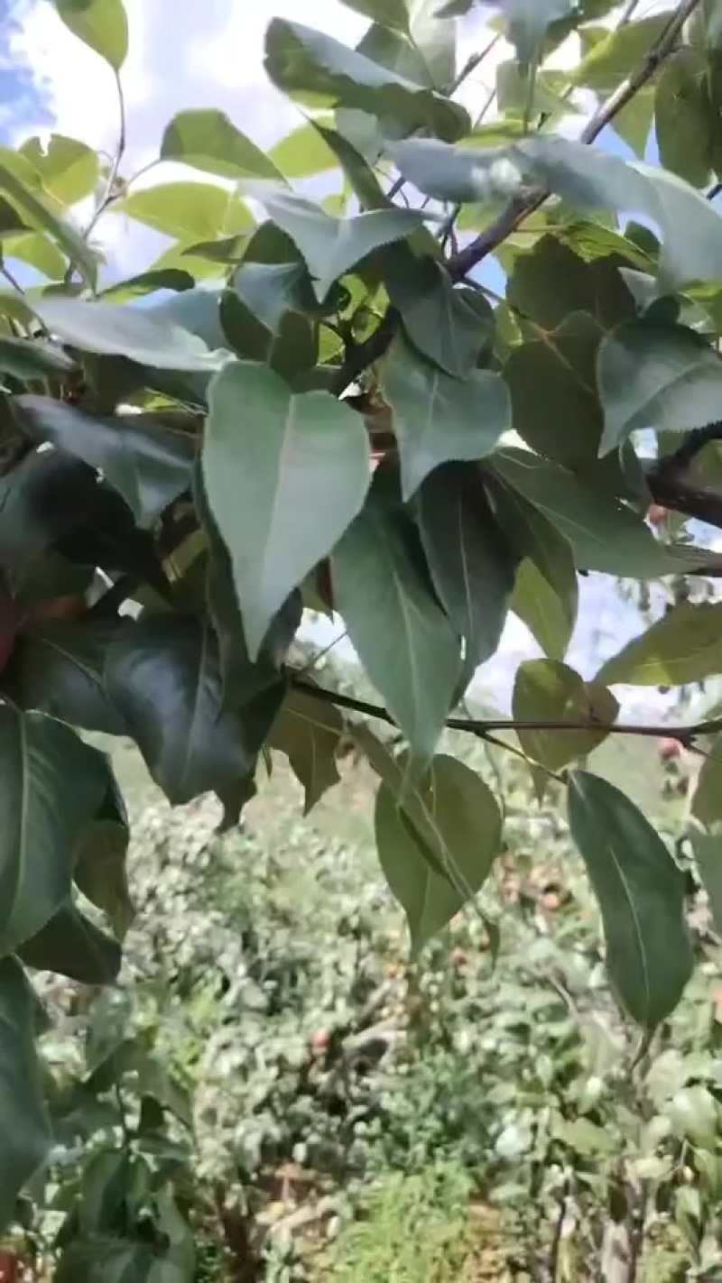 彩虹梨
