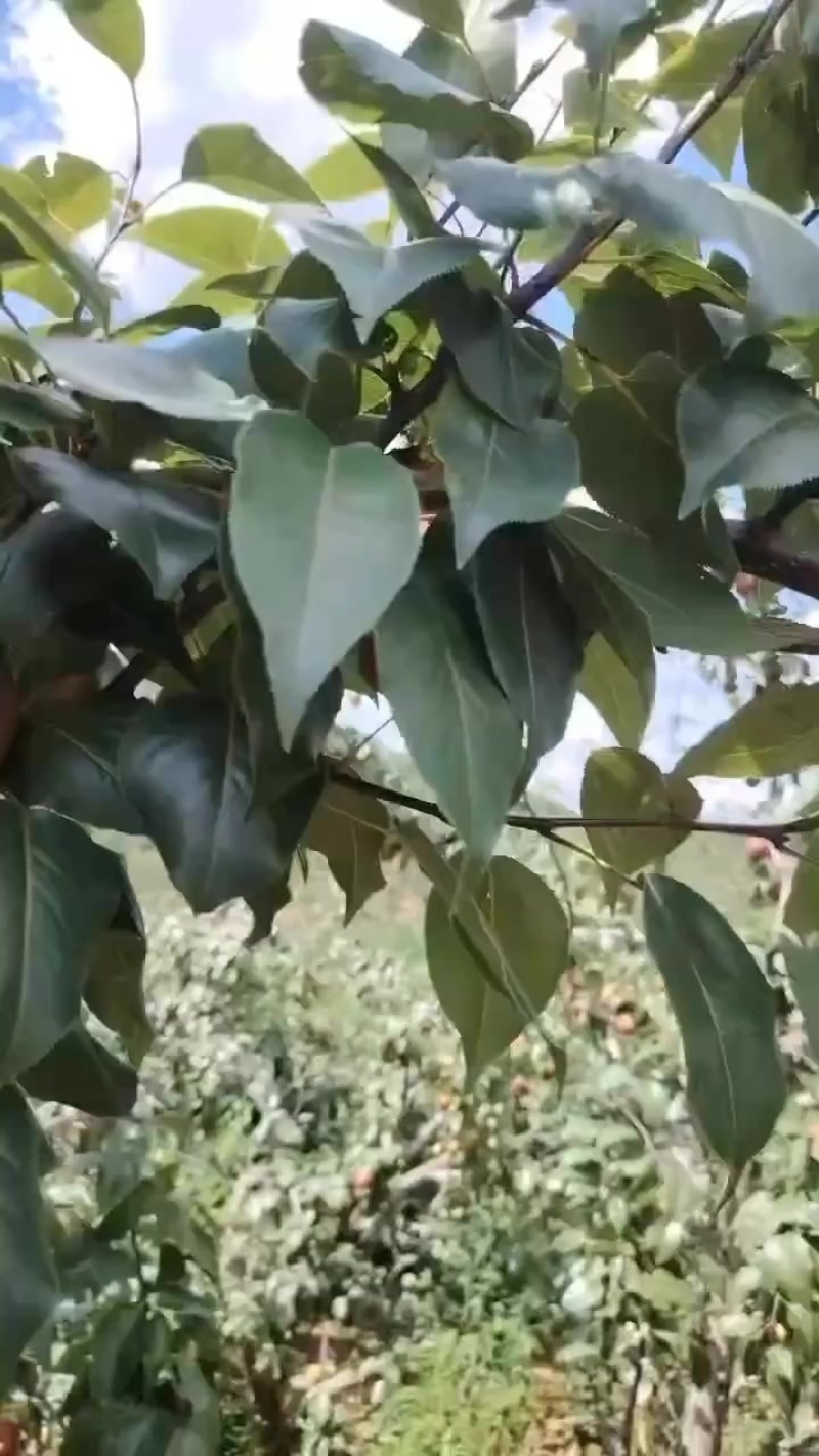 彩虹梨