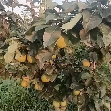 砀山梨