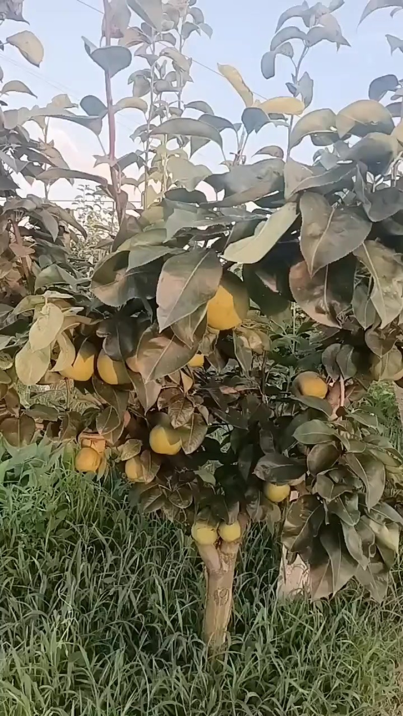 砀山梨