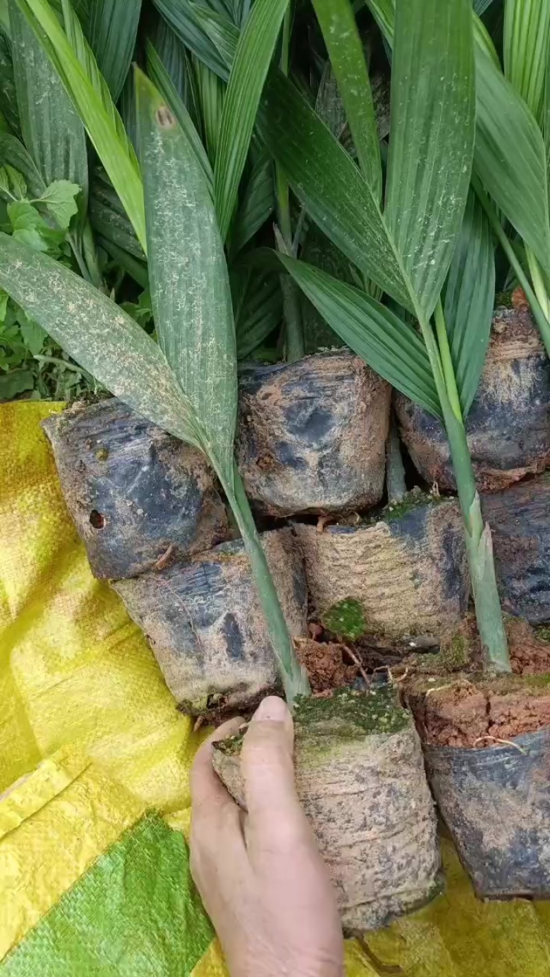 槟榔苗三叶一尖的苗