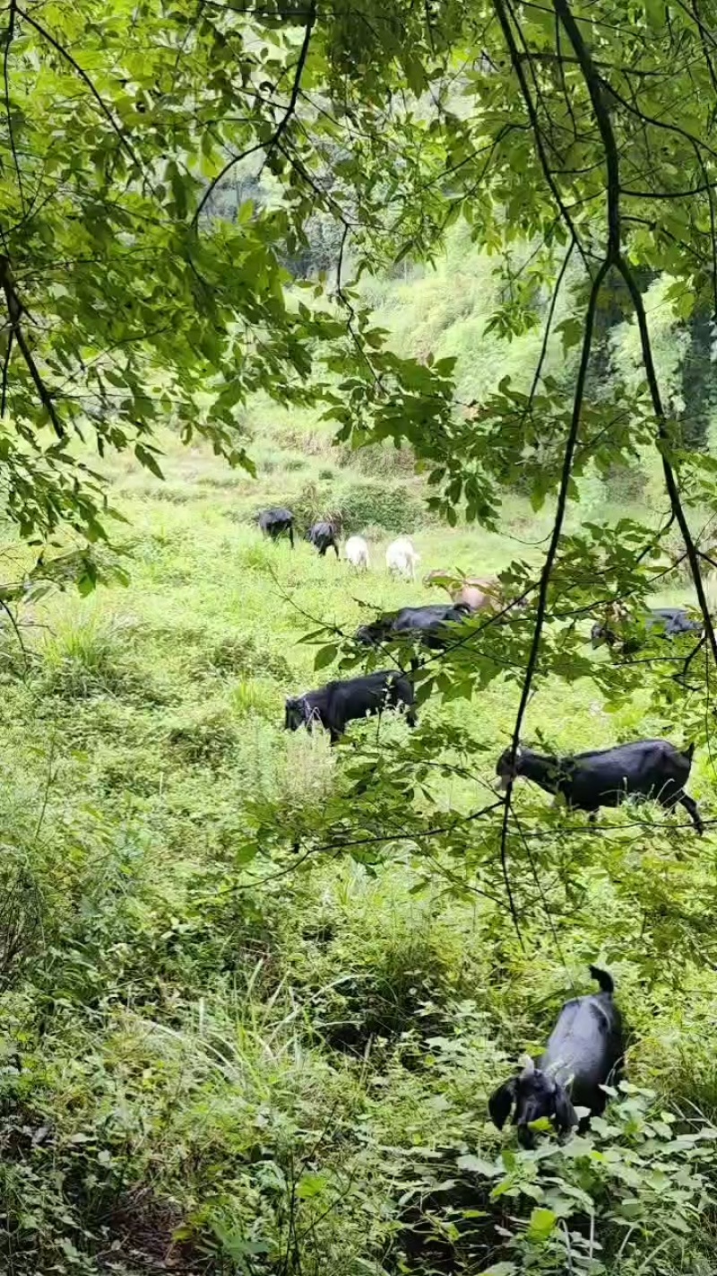 万州黑山羊
