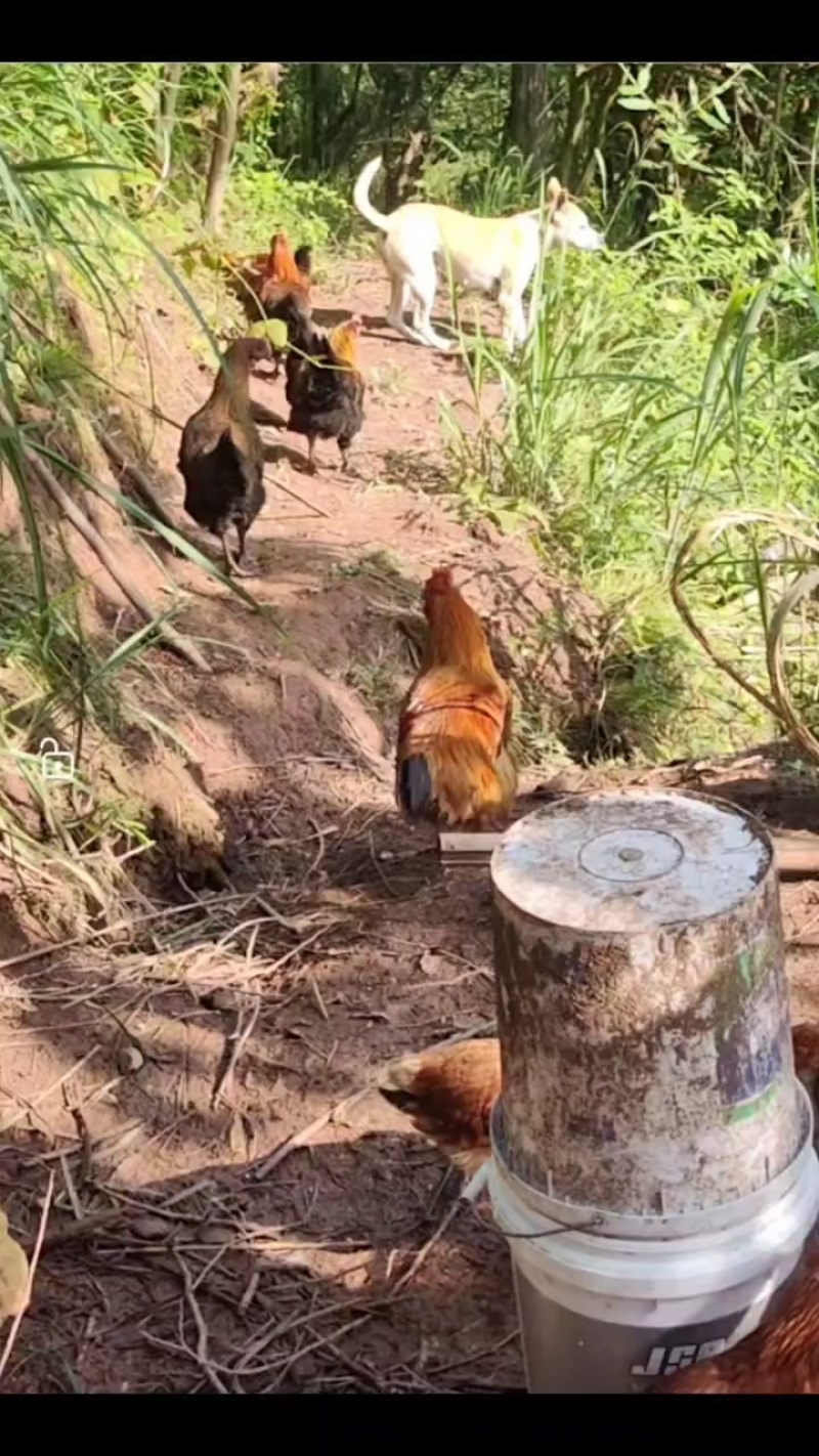 跑山土鸡